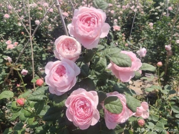 耐阴的月季品种