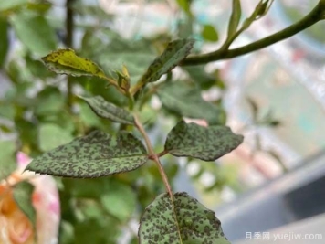 月季常见的4种病虫害和防治措施