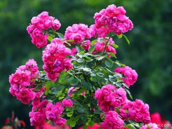 临沂月季应用和月季景观