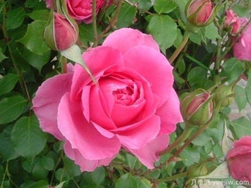 粉红女郎月季