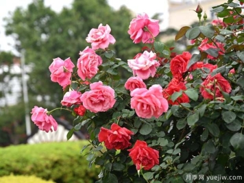 曲靖麒麟区的行道树状月季扮靓城市美景