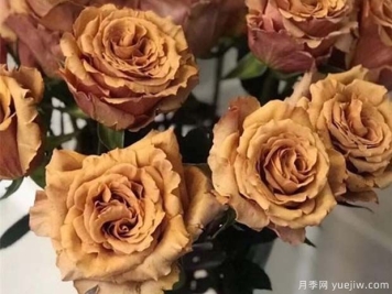 太妃糖月季/摩卡