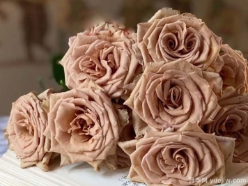 推荐10个经典切花月季品种，颜值高养护简单