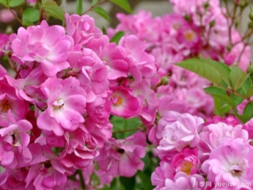 红莲月季/八女津姬月季