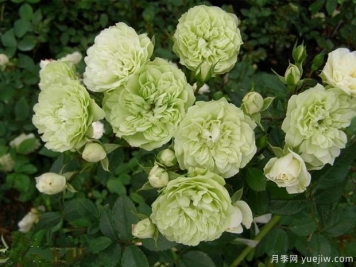 绿冰月季的优缺点是什么？