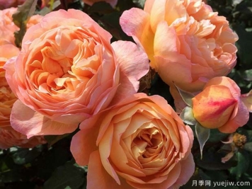 艾玛汉密尔顿夫人月季的优缺点是什么？