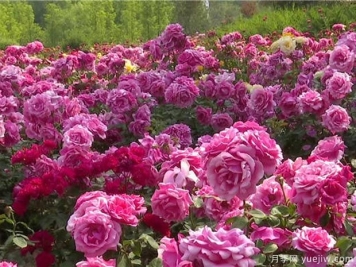 潍坊月季市花文化和月季景观