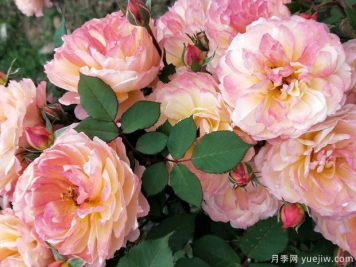 安德烈杜嘉德月季的优缺点是什么？