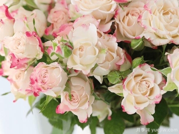 送你一束多头玫瑰，叫做折射泡泡