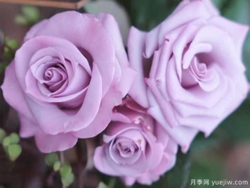 月季海洋之歌适合阳台养么？