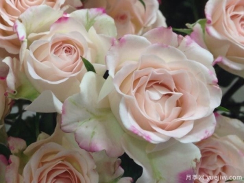 映像月季/镜子月季