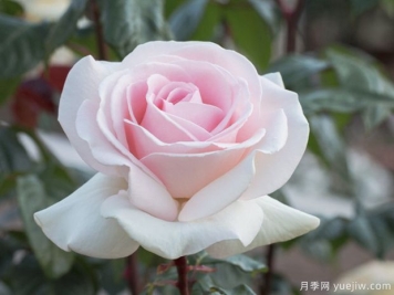 园艺王子月季，集美丽芳香抗性多优点于一身