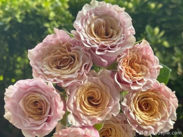 玛贝拉月季/猛犸/旧时光