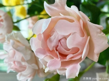 海葵宝宝月季/苏芬月季