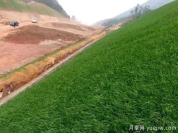 边坡绿化设计方法和植物的应用