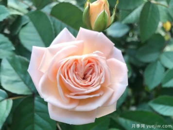 四个丘比特月季优缺点分享