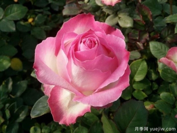 糖果雪山月季Candy Avalanche