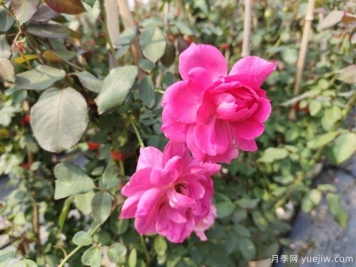 藤本月季大游行的优缺点是什么？