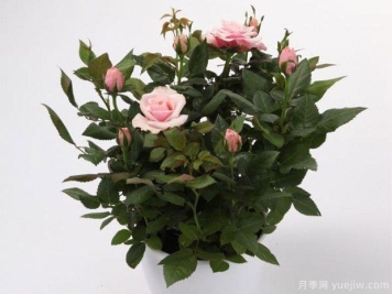 古典幸运星月季/古典星星