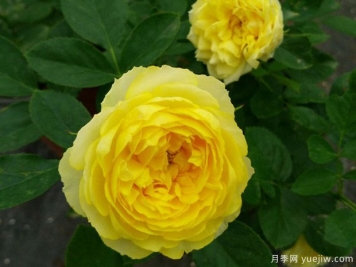 勤花耐热，开花机器，花友推荐金丝雀月季