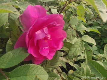 抚顺玫瑰市花文化和月季景观