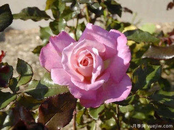 调香师卡尔斯月季