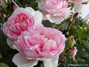 漂亮玉兔月季/优雅长裙月季