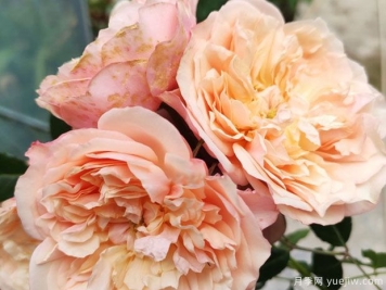 灯火月季/光明月季(日本)