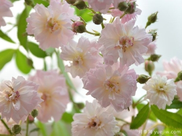 微风香水月季/堡利斯香水月季