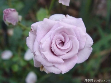 诱惑月季/纯银95月季