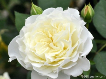 雪野一梦月季/踏雪/雪村一梦