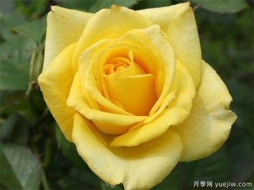 莱茵黄金月季的优缺点是什么？