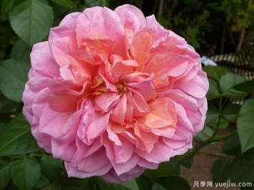 英国皮特月季，品种汇集