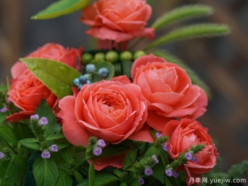 火烈鸟月季(天狼)