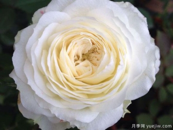 月亮王阳台月季