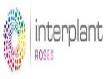 月季育种家：​荷兰英特普兰特公司(Interplant)