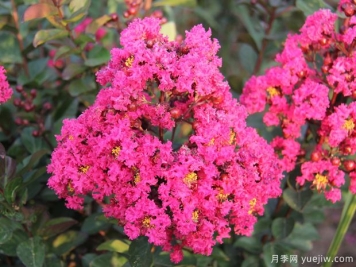 要让紫薇花期长，做好4个管理措施