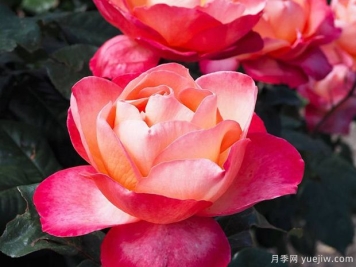 爵士音乐节月季