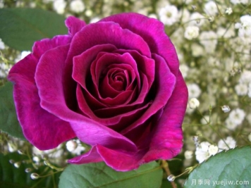 惊人雨月季/戏剧性的雨月季