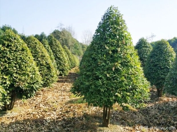 供大于求，目前常规苗木市场发展前景怎么样？