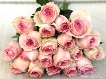 桃红雪山月季Pink Snow