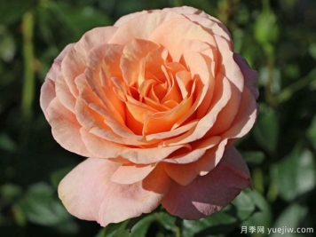 果汁花园月季/果汁庭院/孟加拉/大果汁