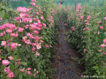 月季管理四要点