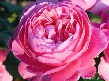 科隆百花园月季/科隆香水月季