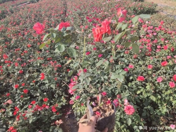 2022年8月月季批发供应和最新价格表