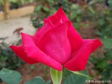 克莱尔爱丽丝月季