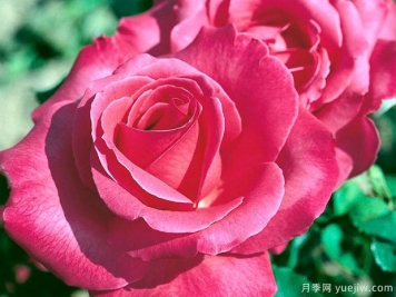 夏洛特兰普林月季