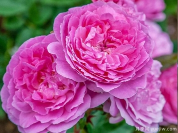 兰花韵事月季/天使湾月季/兰花浪漫