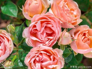 杏色马卡龙月季