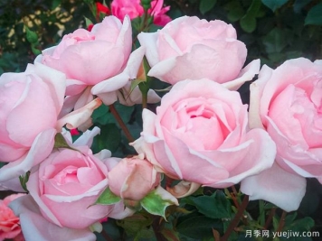 凡尔赛玫瑰月季